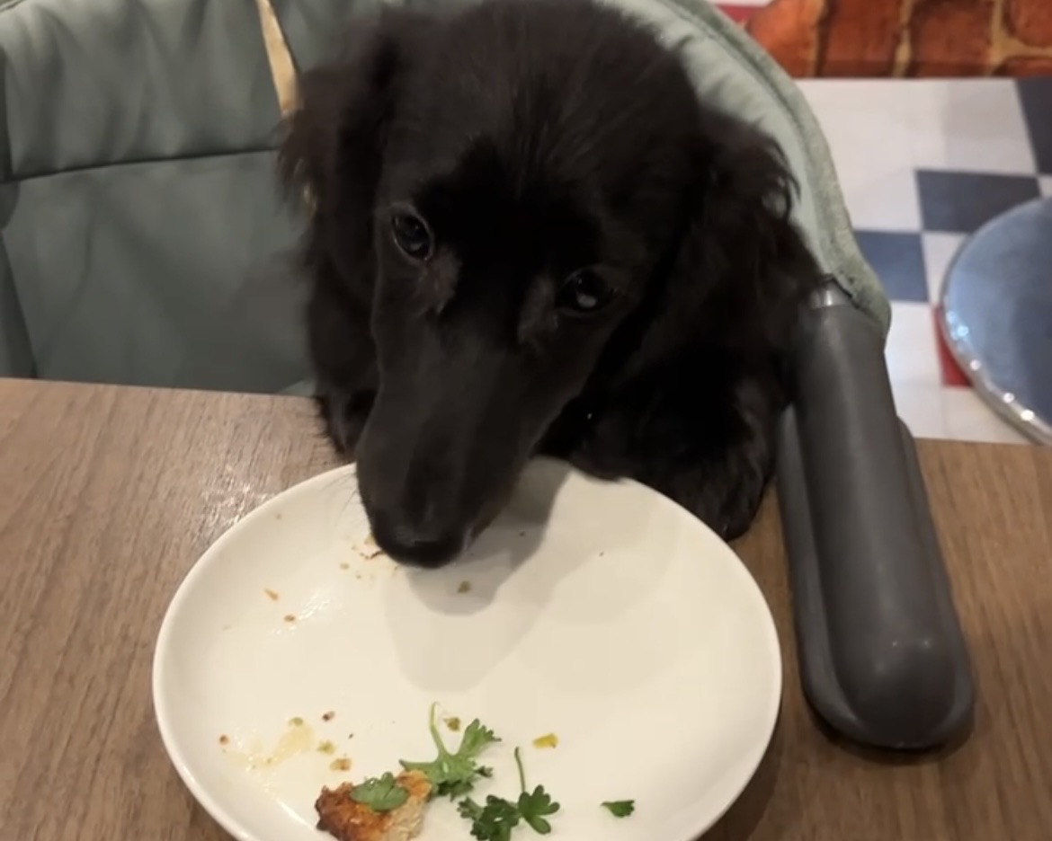 子犬のごはんを入れたフードボウル