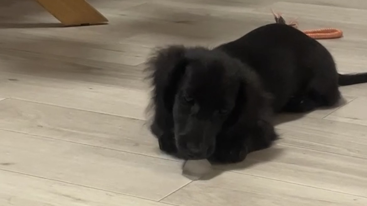 氷を前にした黒いミニチュアダックスのウノ