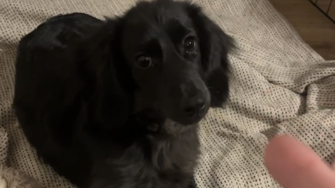 飼い主の指を見つめる黒いミニチュアダックスの子犬ウノ
