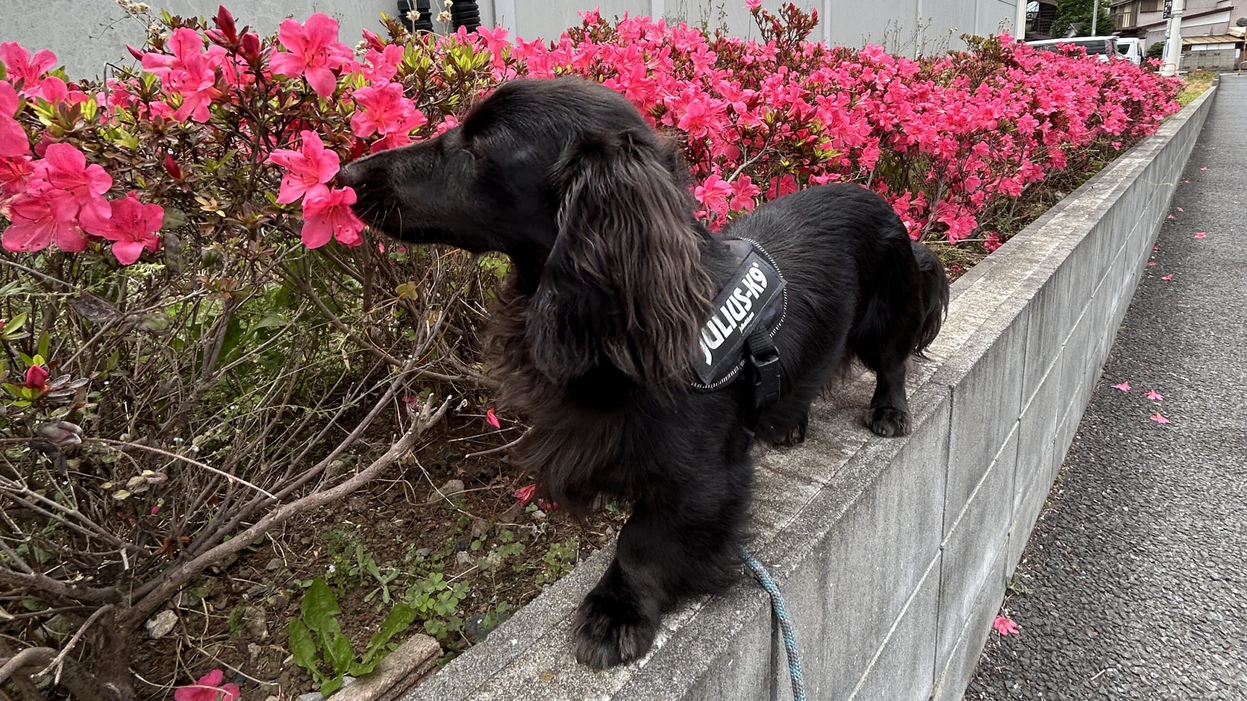 JULIUS-K9のハーネスを着け、ピンクの花の前に立つウノ