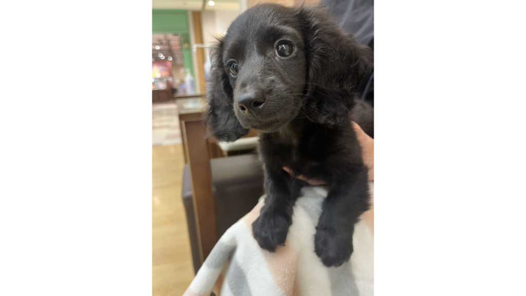 子犬のころの黒いミニチュアダックスフンド・ウノ